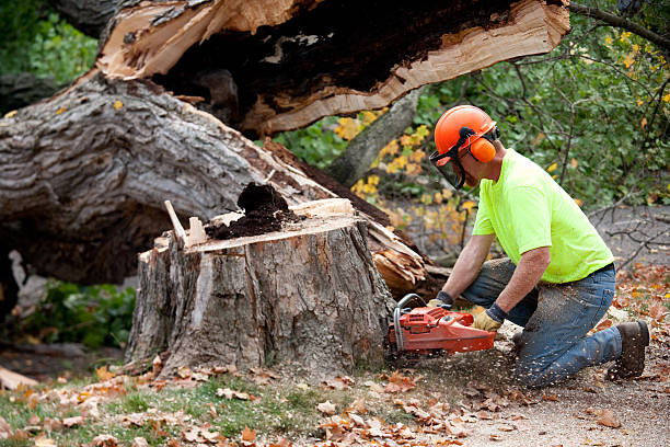 Grand Saline, TX Tree Removal Company